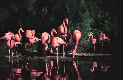 Wildlife Conservation