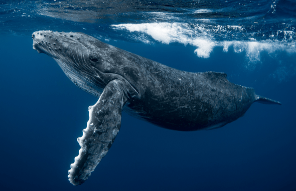 Wildlife and Nature